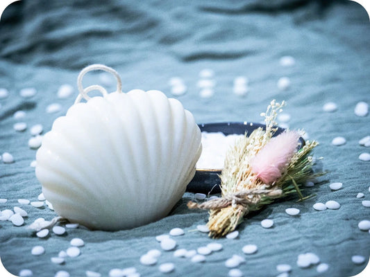 Coquillage 