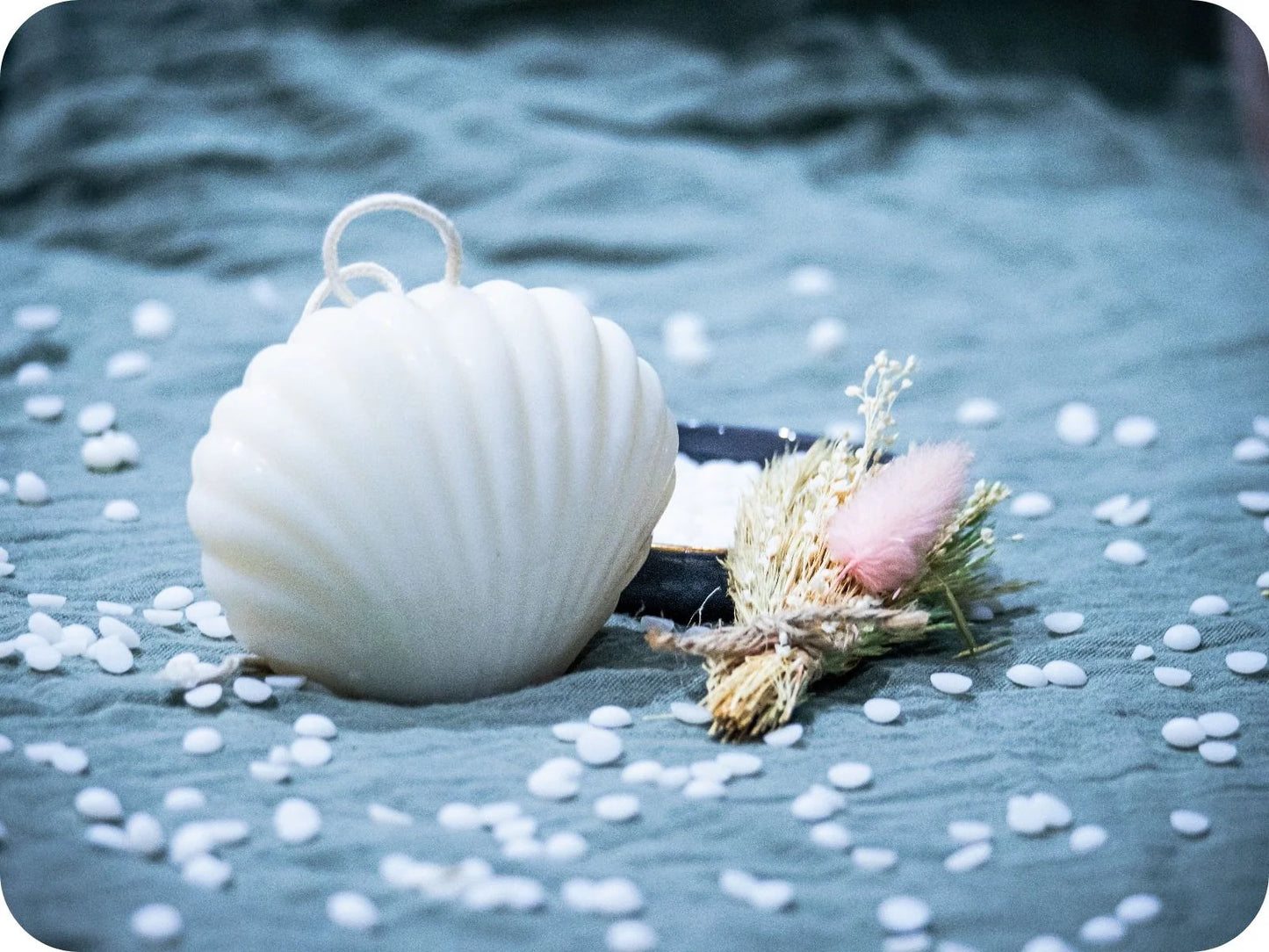 Coquillage 